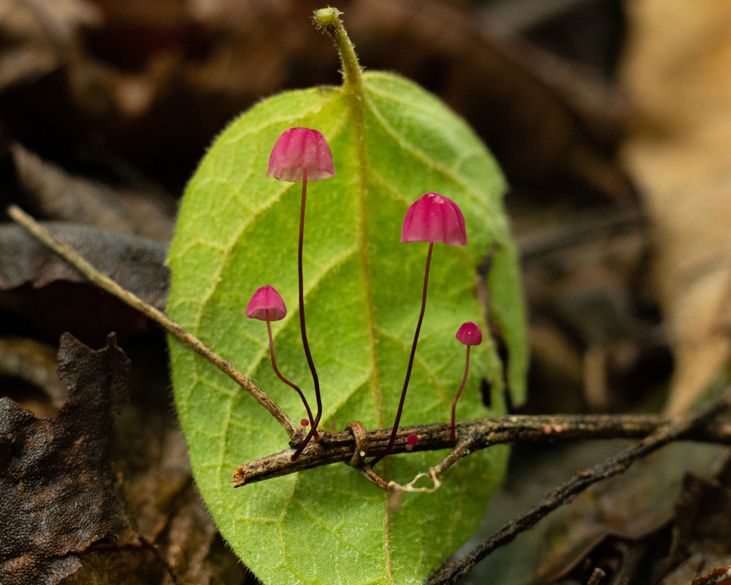 Marasmius haematocephalus (Marasmius haematocephalus)