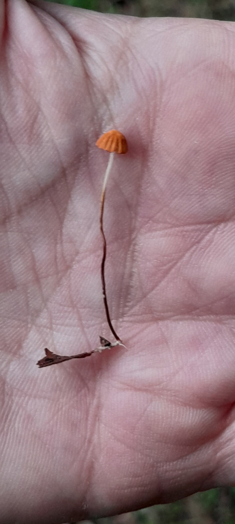 Marasmius siccus (Marasmius siccus)