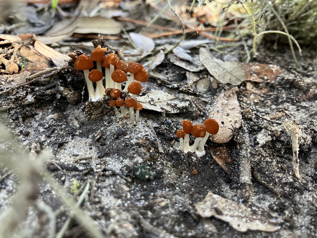 Marasmius vagus (Marasmius vagus)