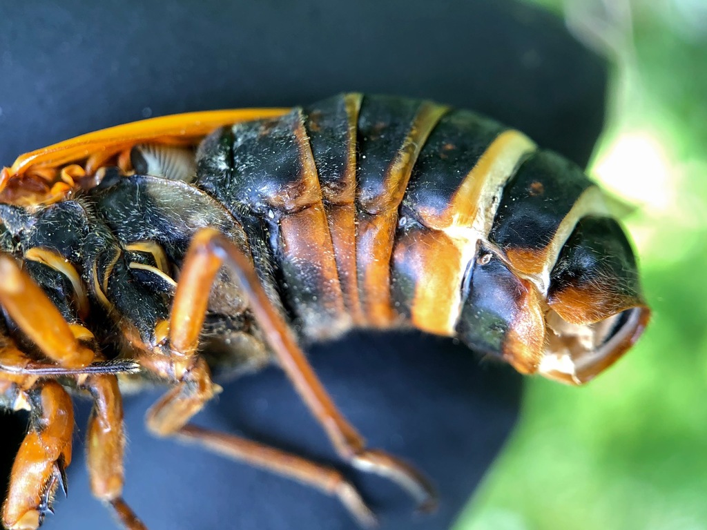 Massospora cicadina (Massospora cicadina)