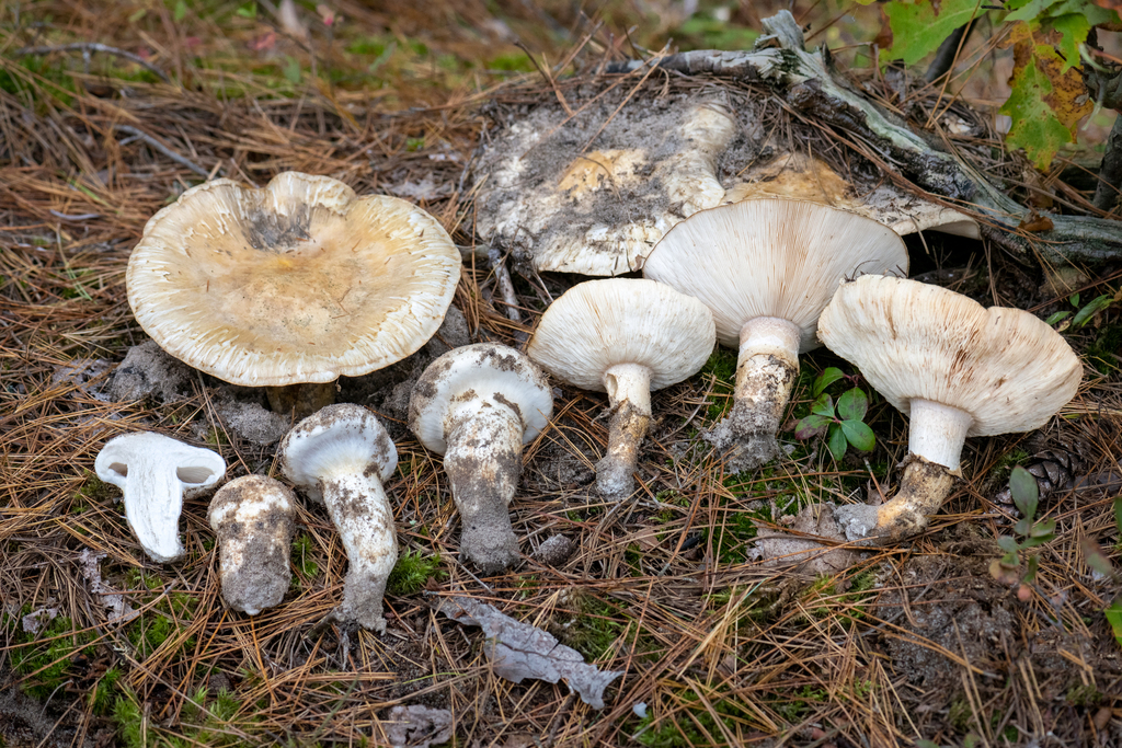 Matsutake américain (Tricholoma magnivelare)