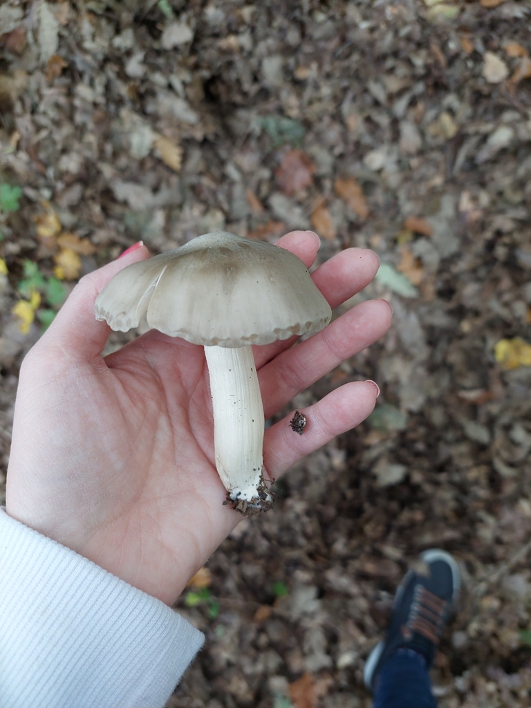 Mégacollybie à larges feuillets (Megacollybia platyphylla)