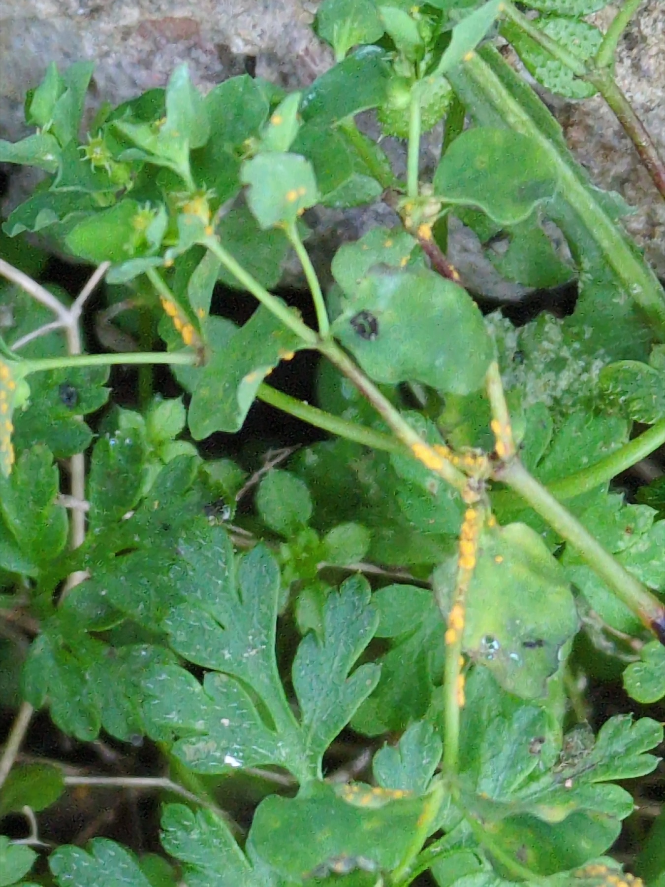 Melampsora euphorbiae (Melampsora euphorbiae)