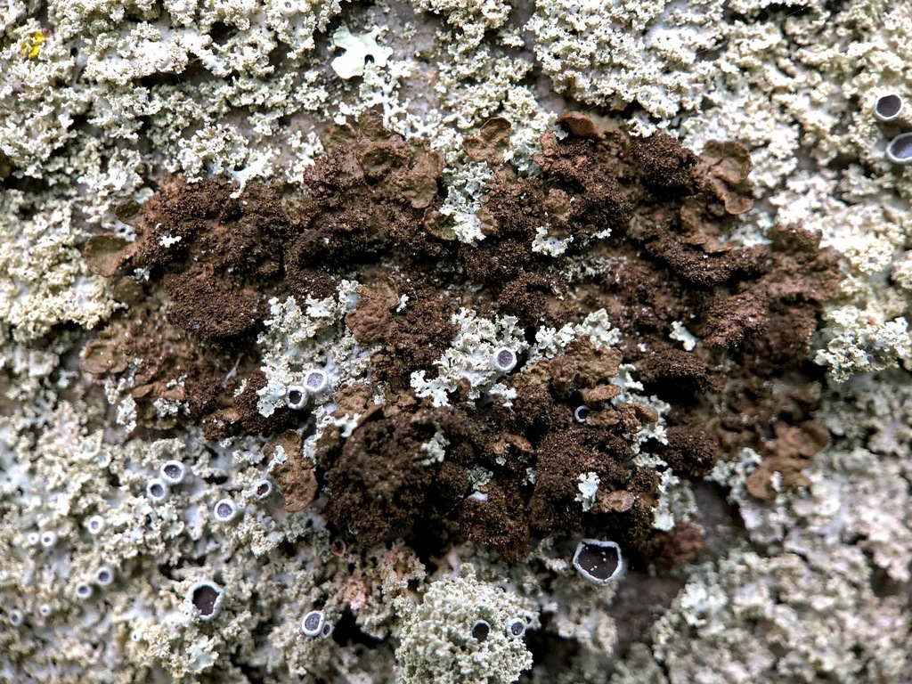Mélanélixe dorée (Melanelixia subaurifera)