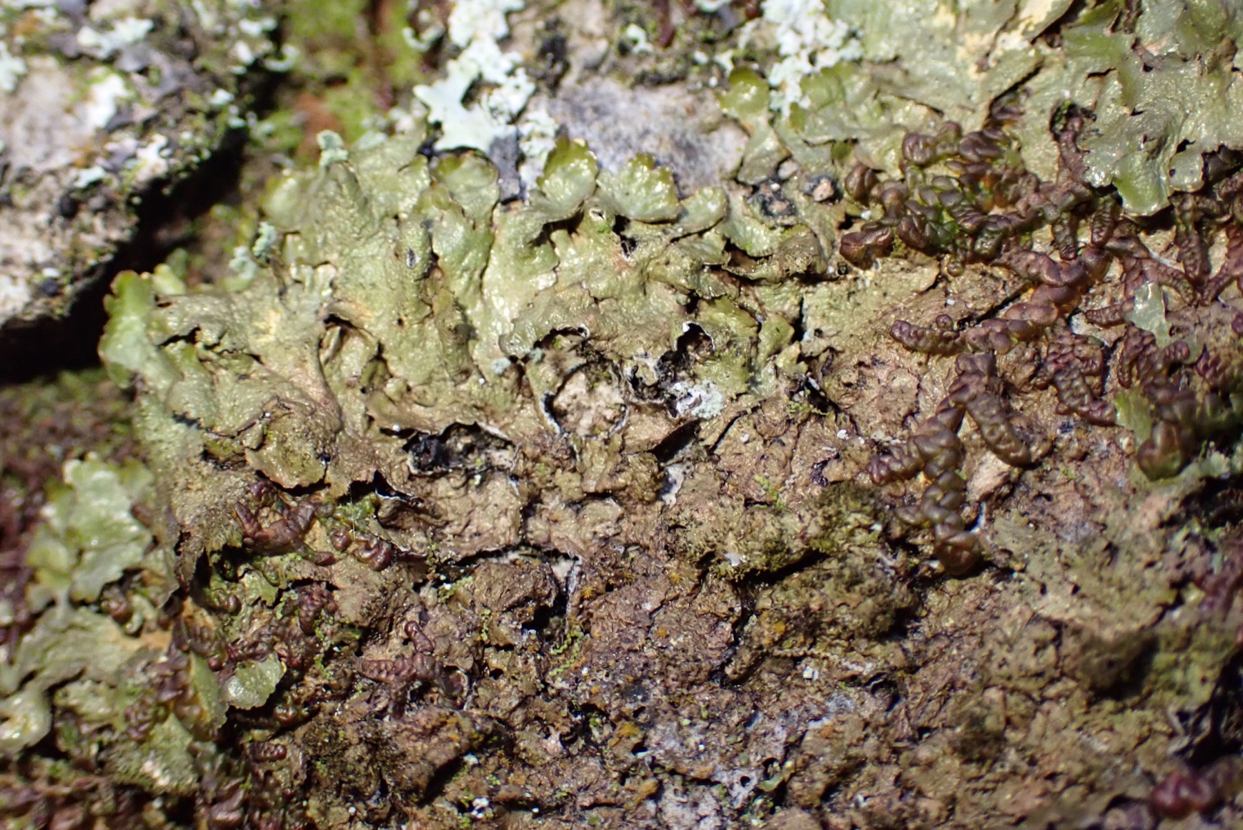 Mélanélixe glabre (Melanelixia glabratula)