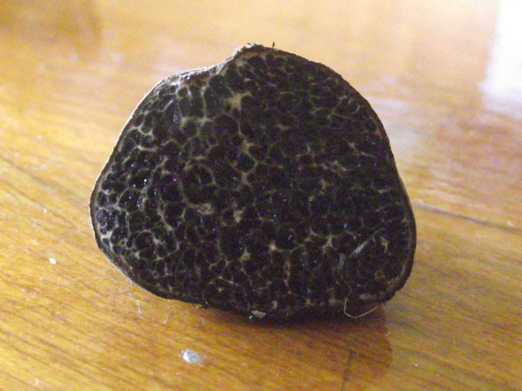 Mélanogastre ambigu (Melanogaster ambiguus)