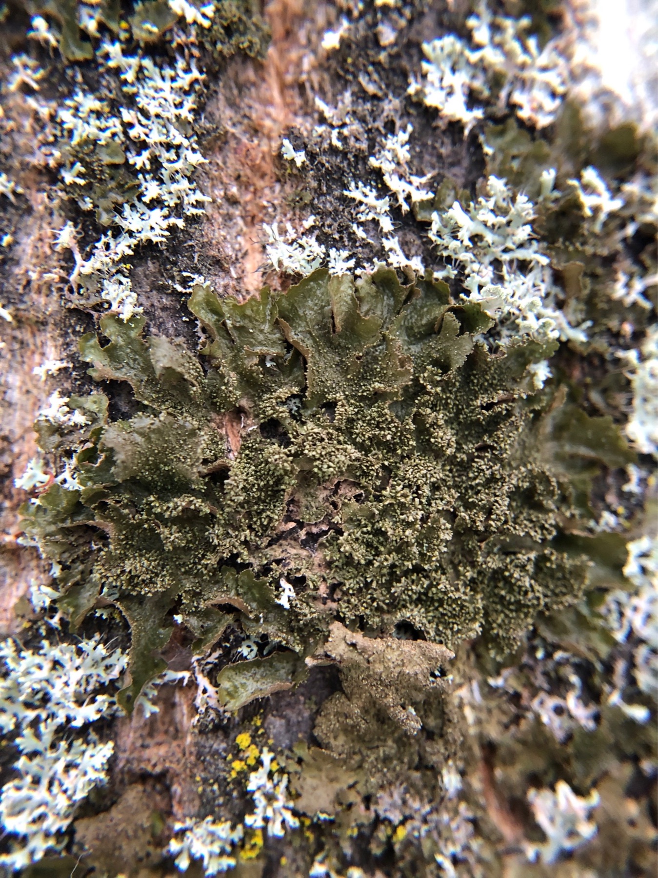 Mélanohalée lustrée (Melanohalea exasperatula)