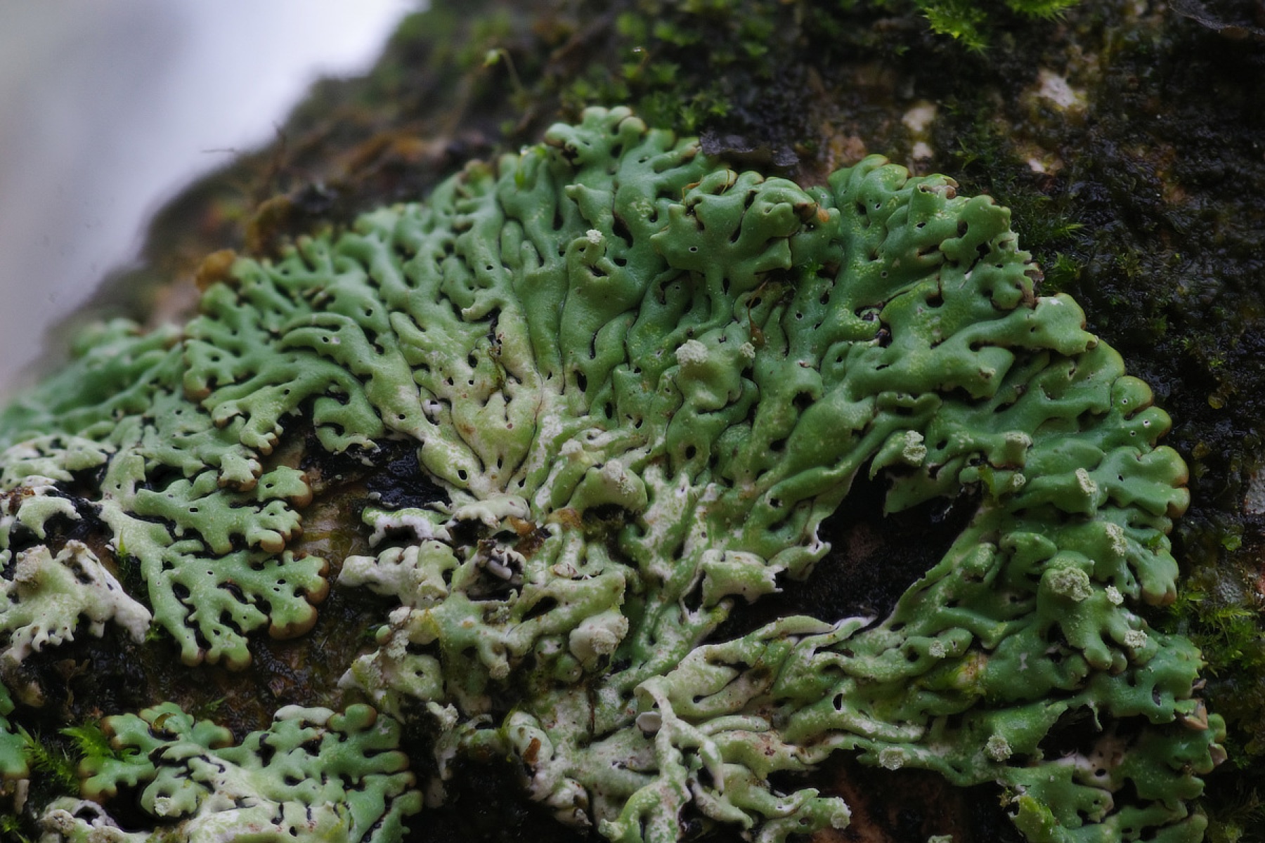 Menegazzia terebrata (Menegazzia terebrata)