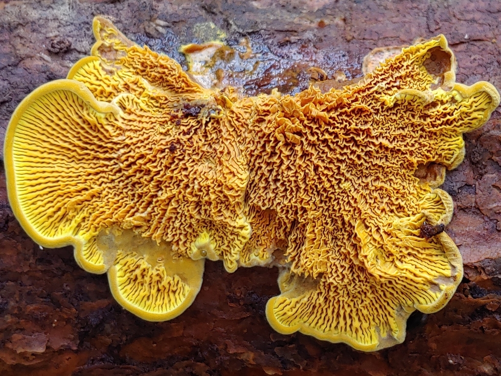 Mérule de Curtis (Pseudomerulius curtisii)
