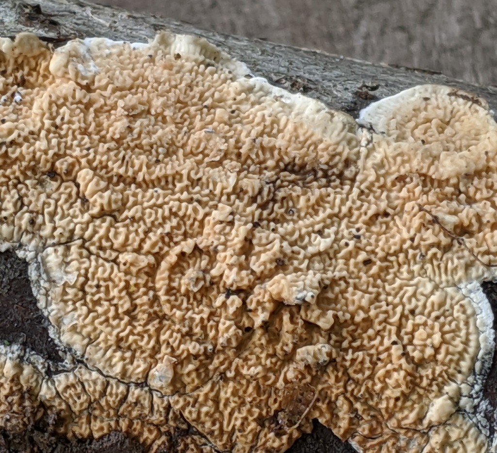 Mérule papyracée (Byssomerulius corium)