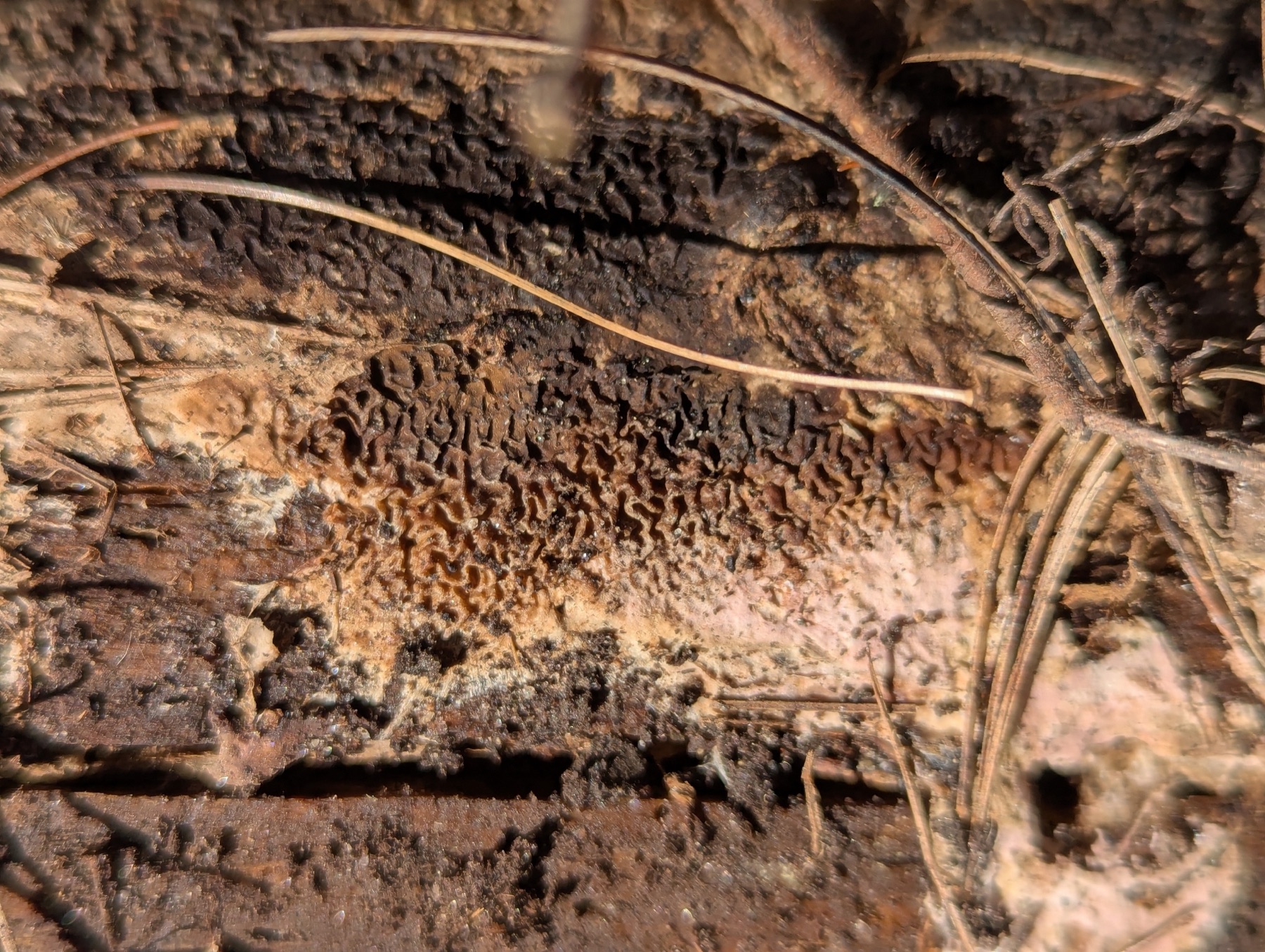 Mérule sauvage (Serpula himantioides)