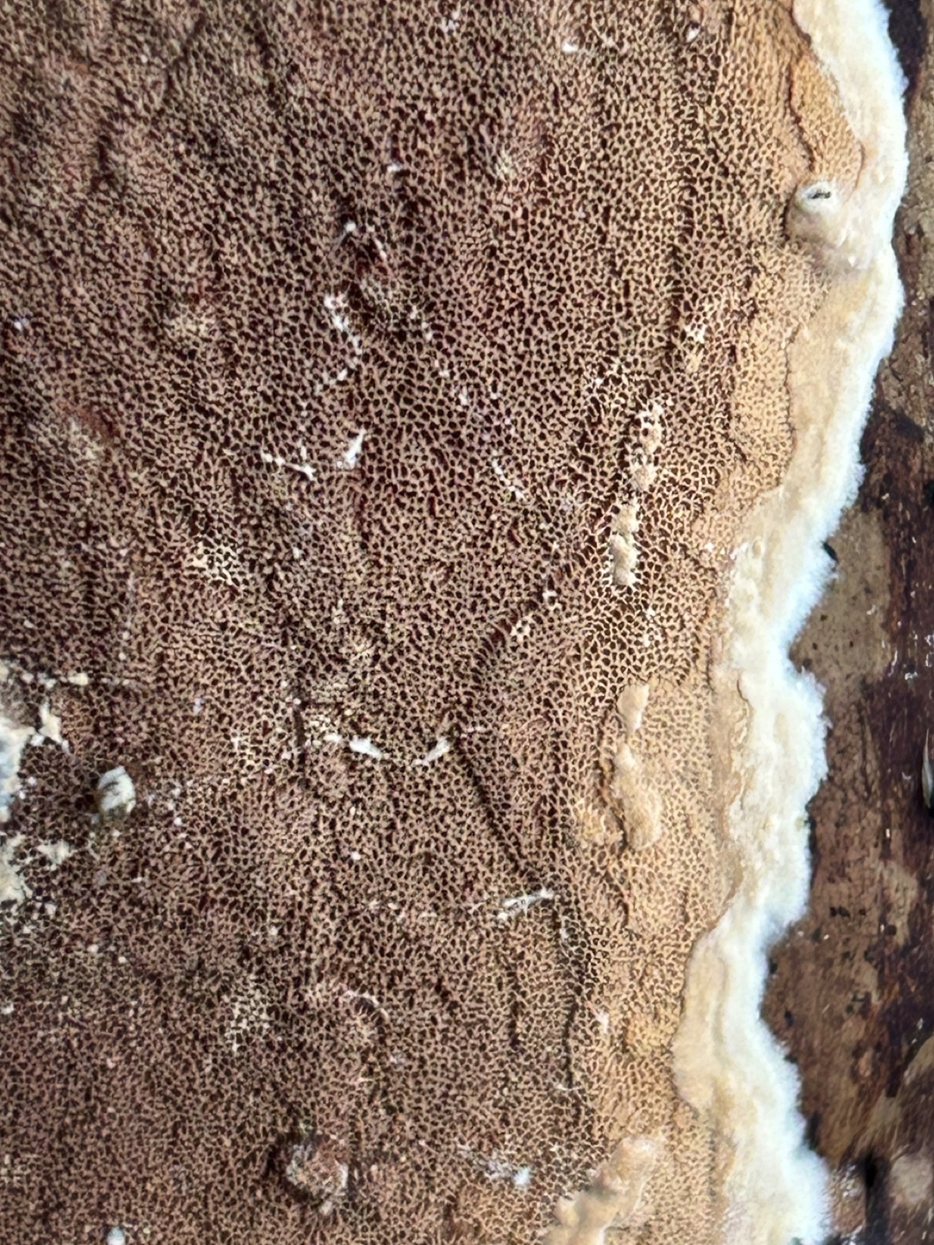 Meruliopsis taxicola (Meruliopsis taxicola)