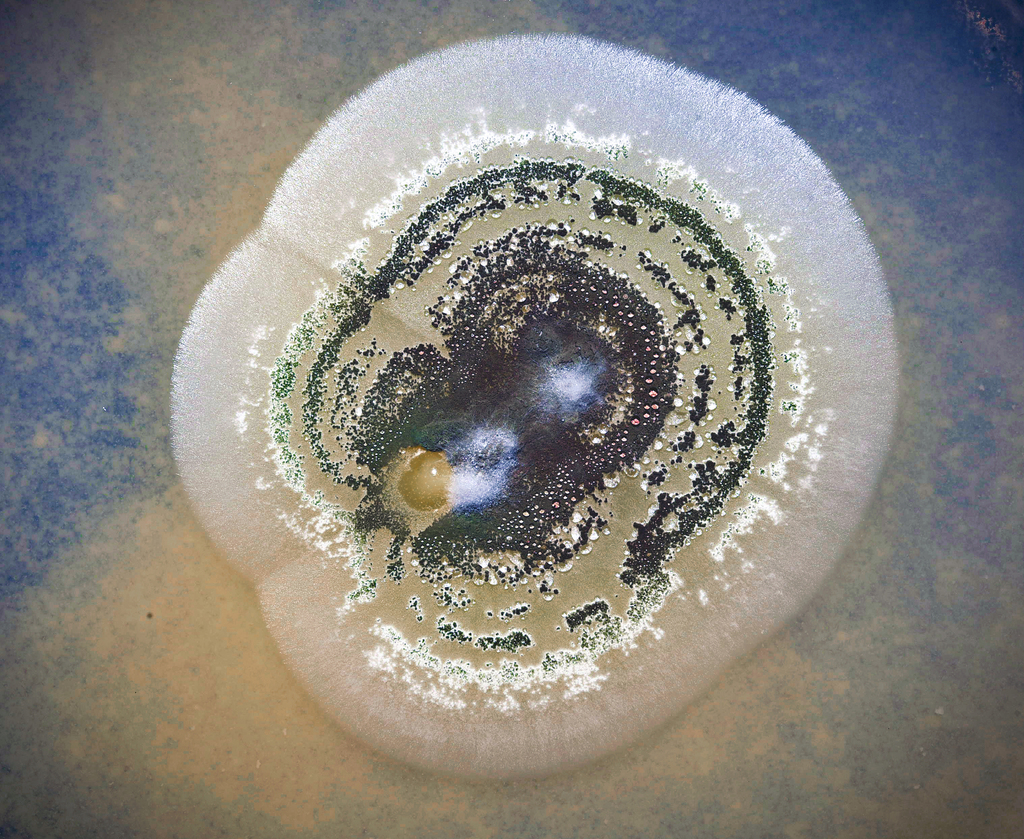 Metarhizium vert (Metarhizium anisopliae)