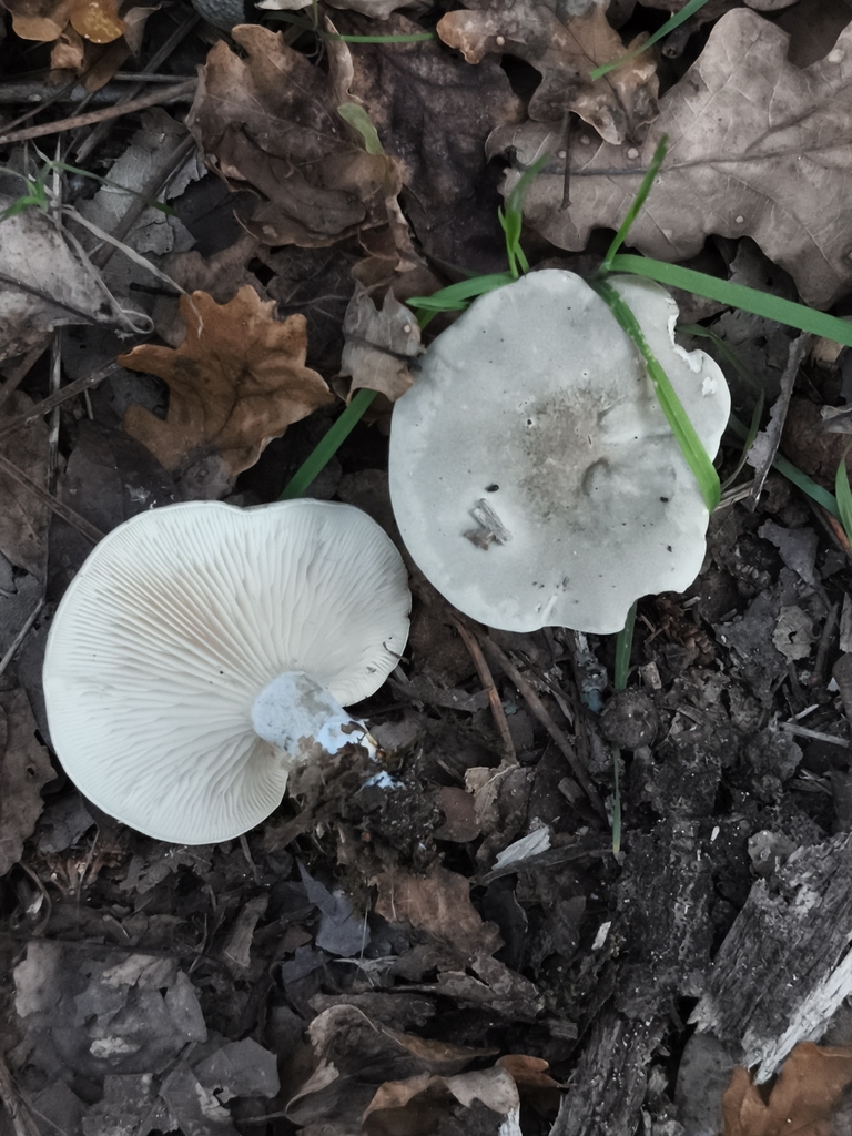 Meunier (Clitopilus prunulus)