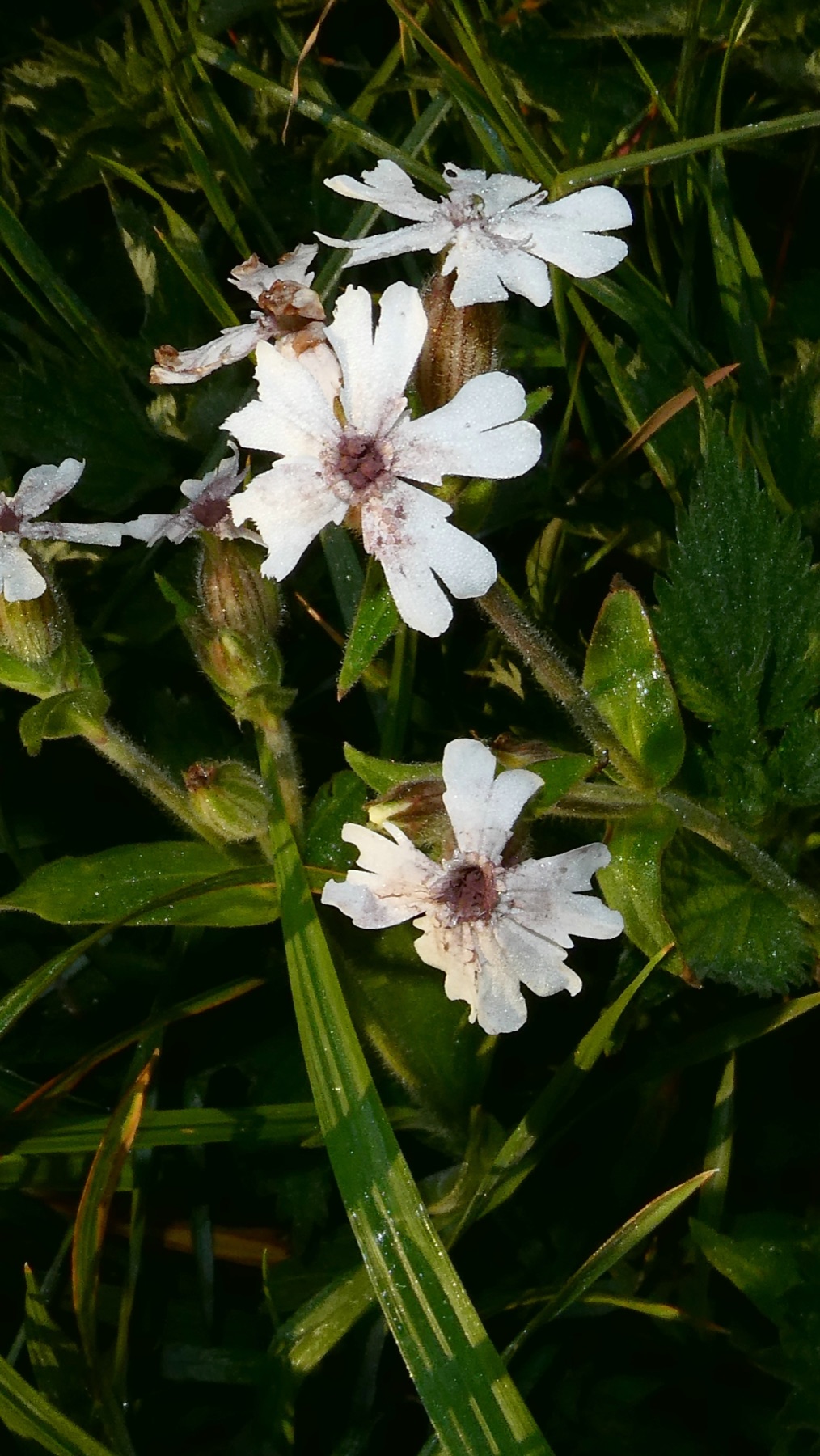 Microbotryum lychnidis-dioicae (Microbotryum lychnidis-dioicae)