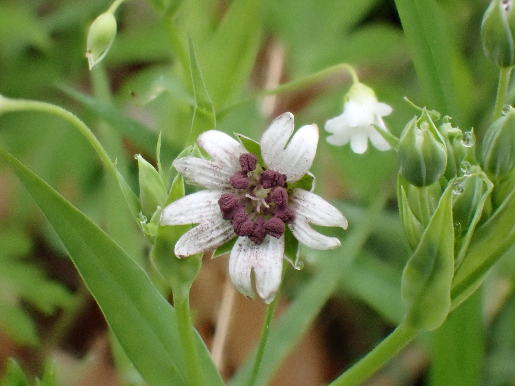 Microbotryum stellariae (Microbotryum stellariae)