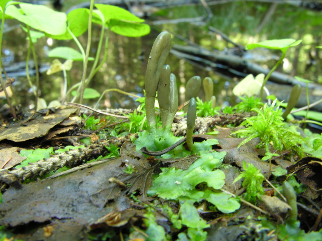 Microglosse vert (Microglossum viride)