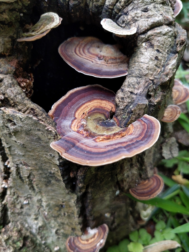 Microporus affinis (Microporus affinis)