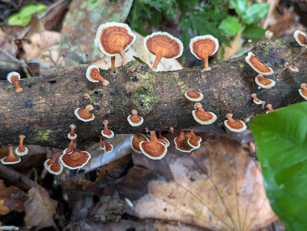 Microporus xanthopus (Microporus xanthopus)