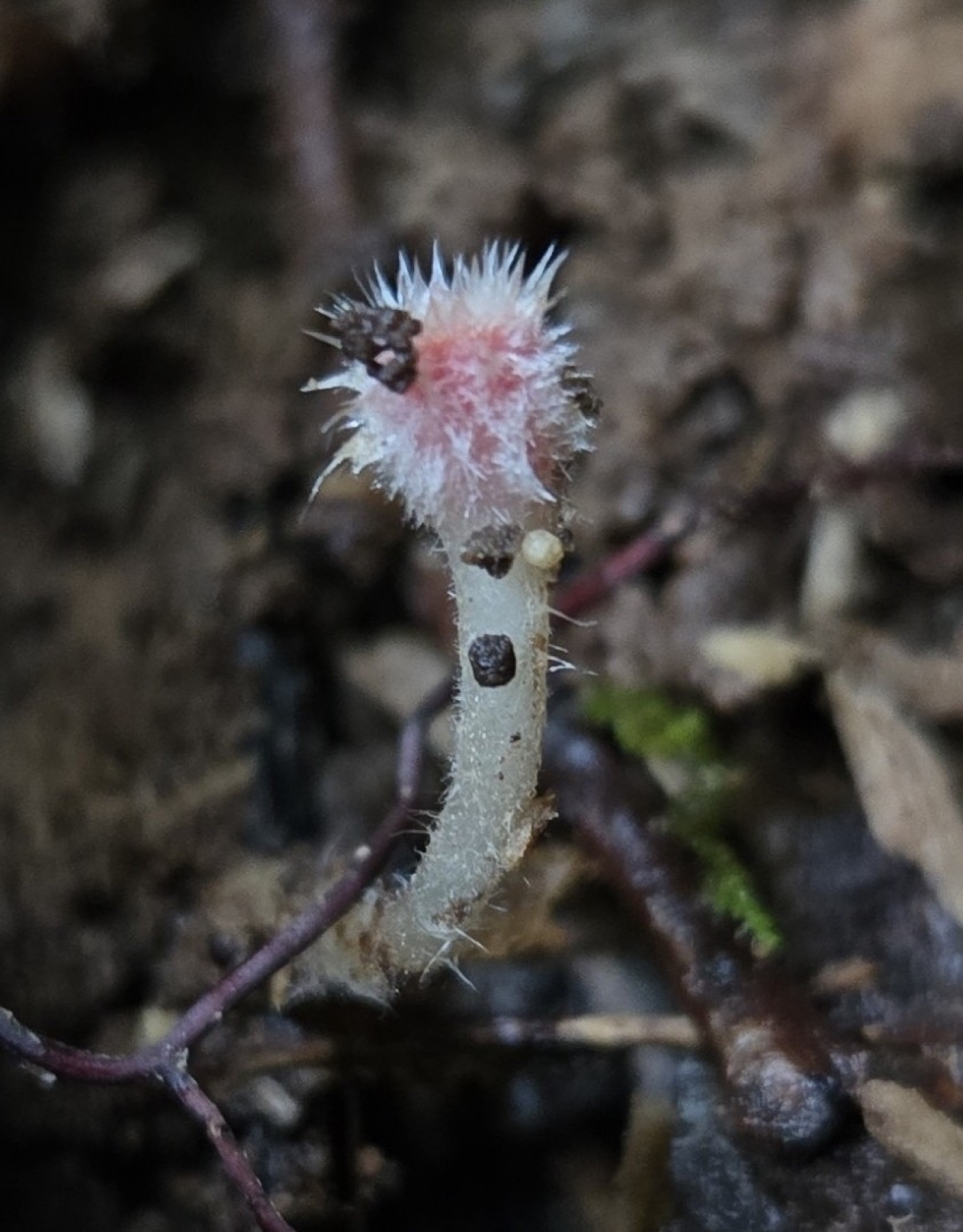Microstoma floccosum (Microstoma floccosum)