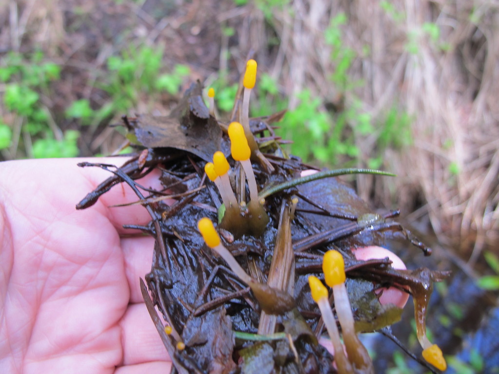 Mitrule des marais (Mitrula paludosa)