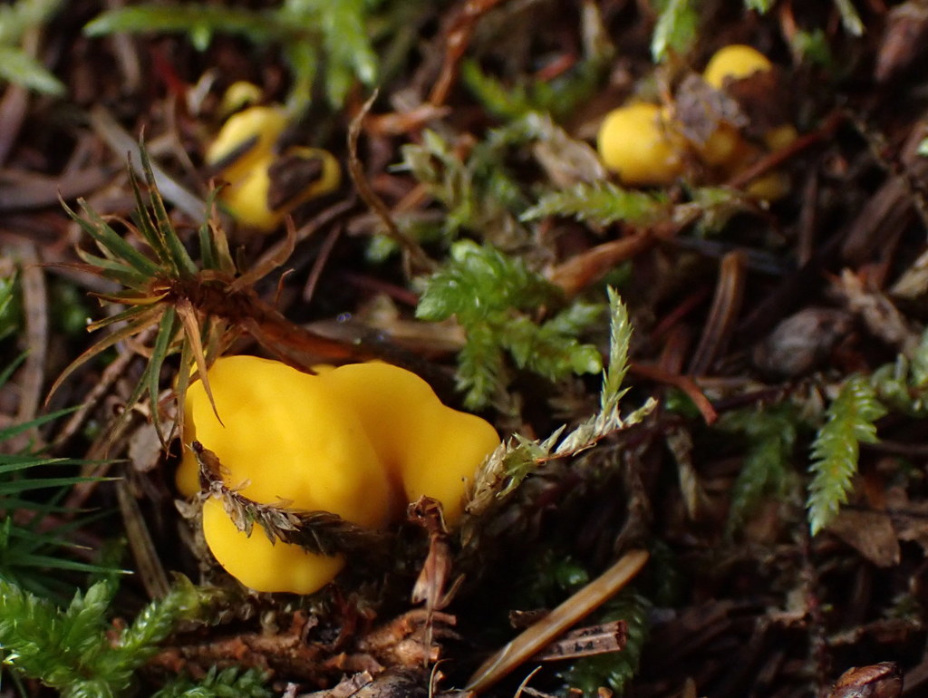 Mitrule irrégulière (Neolecta irregularis)