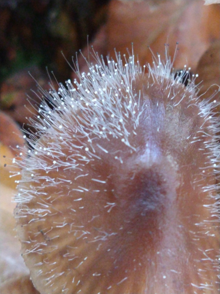 Moisissure des mycènes (Spinellus fusiger)