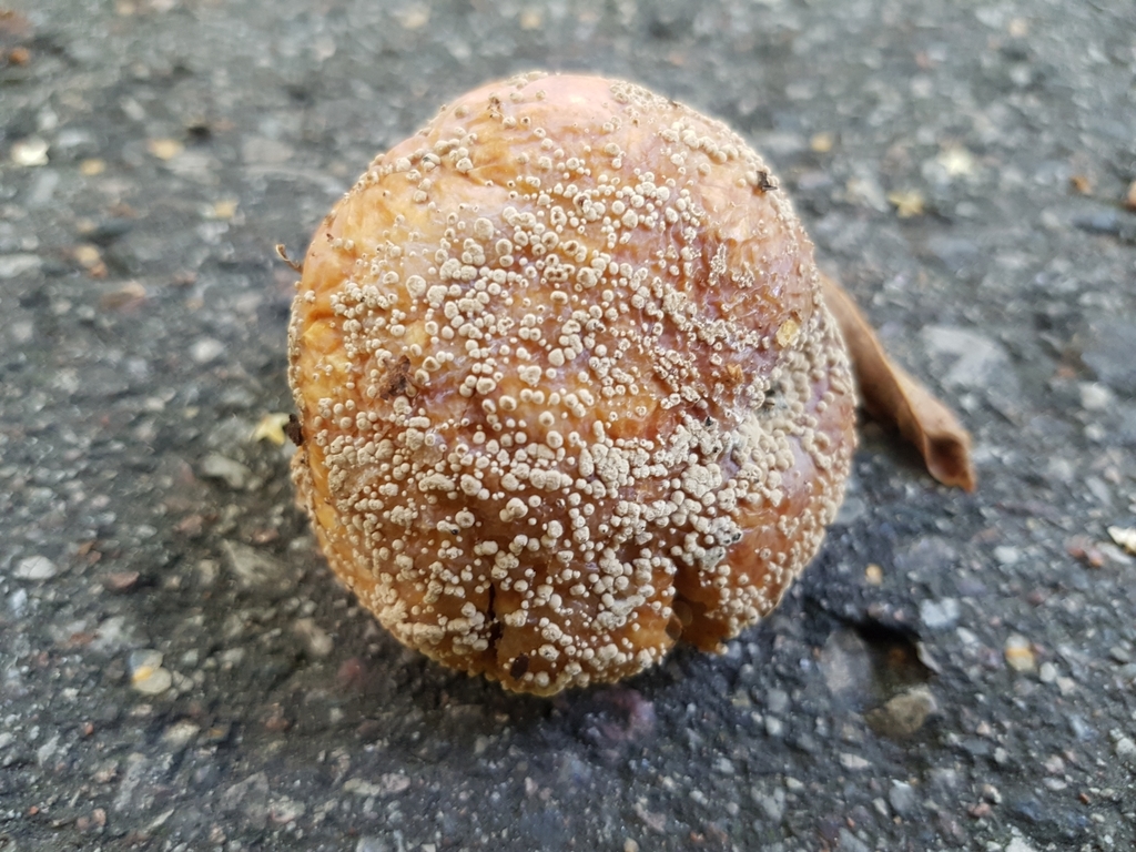 Moniliose américaine (Monilinia fructicola)