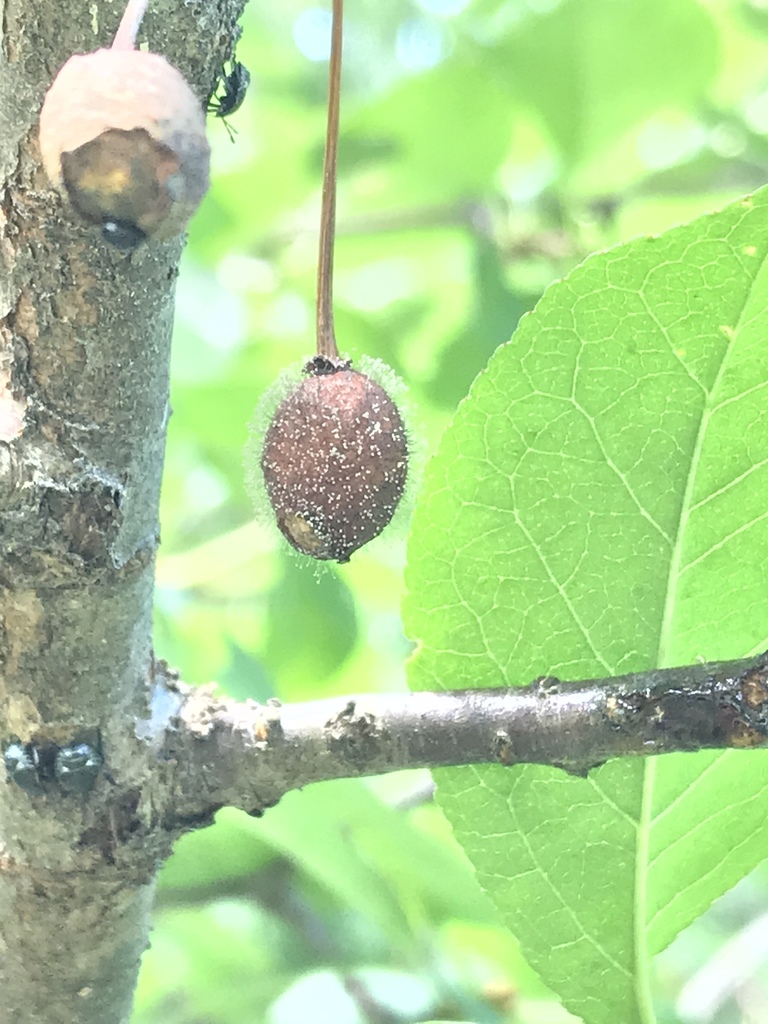 Moniliose européenne (Monilinia laxa)