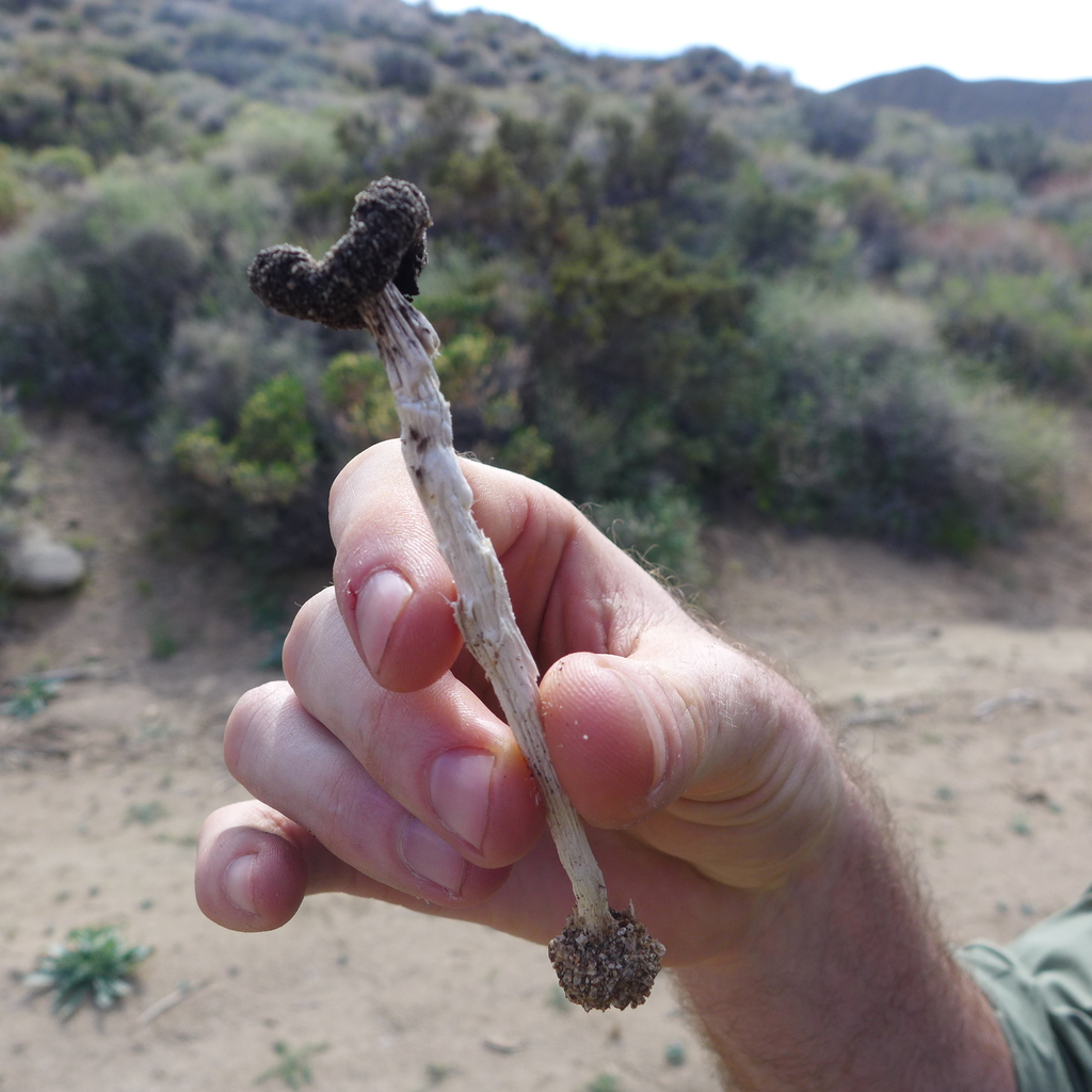 Montagnea arenaria (Montagnea arenaria)