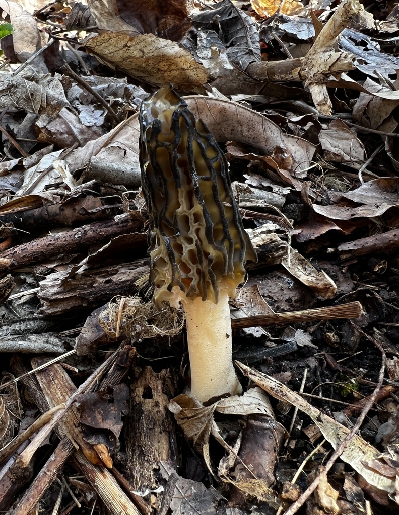 Morchella angusticeps (Morchella angusticeps)