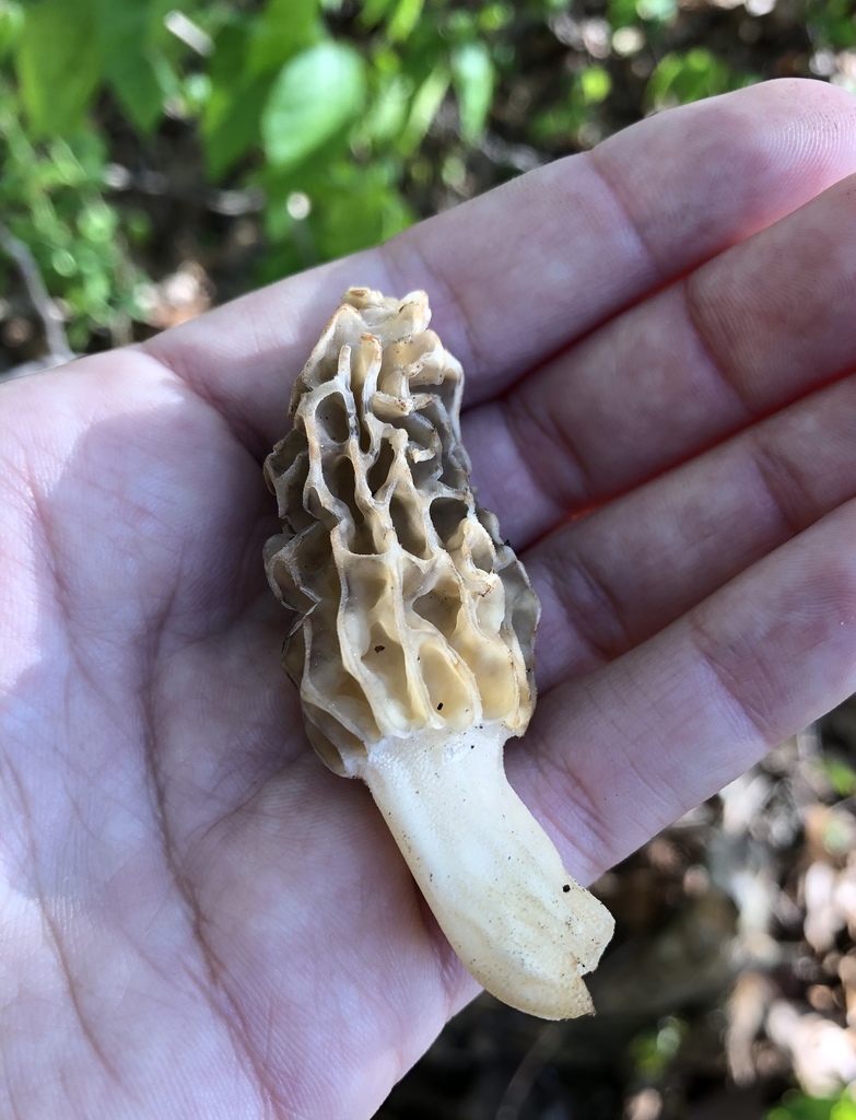Morchella diminutiva (Morchella diminutiva)