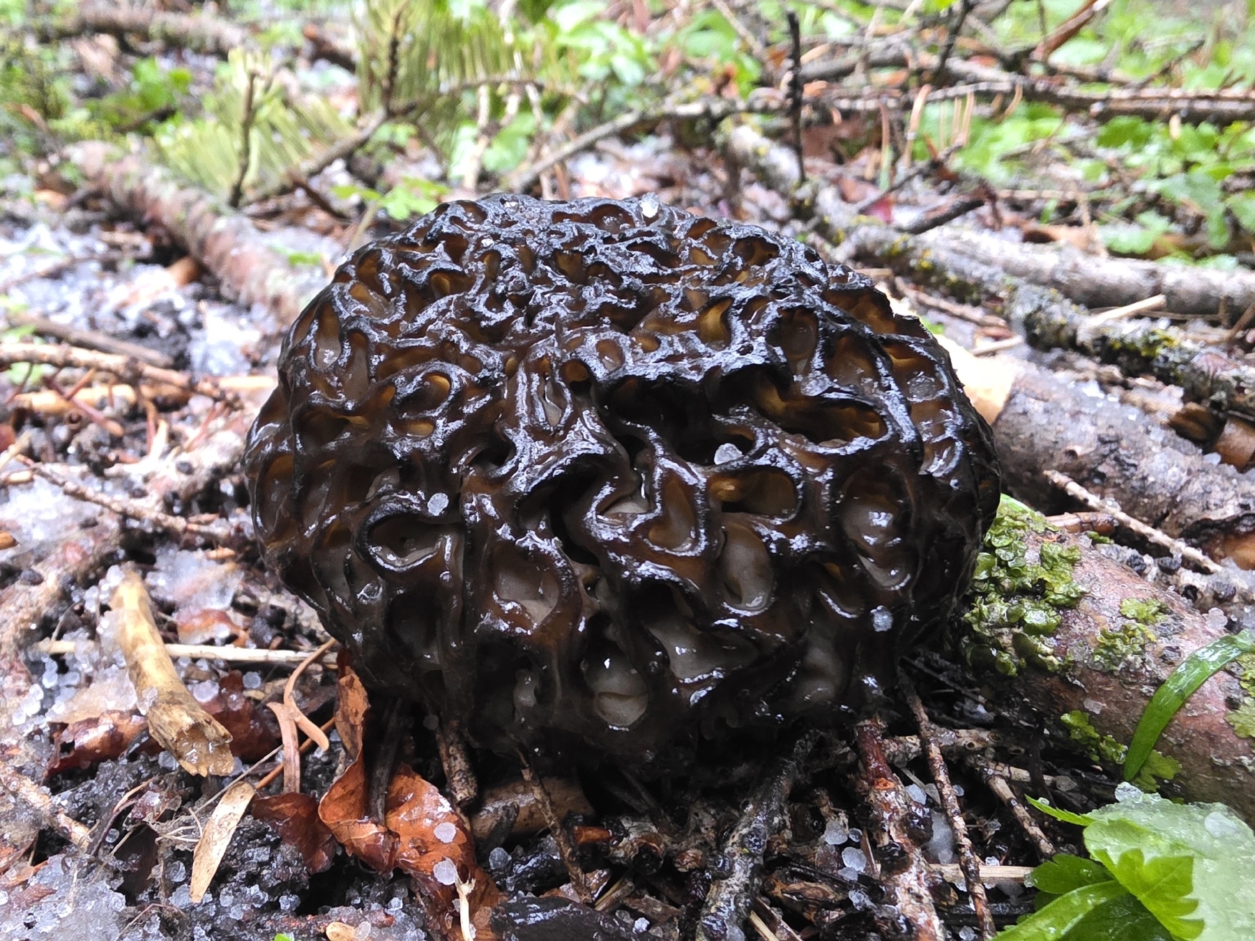 Morchella snyderi (Morchella snyderi)