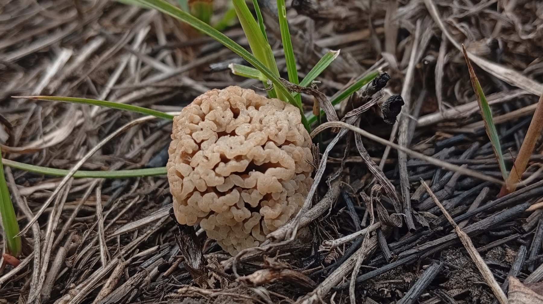 Morille des steppes (Morchella steppicola)