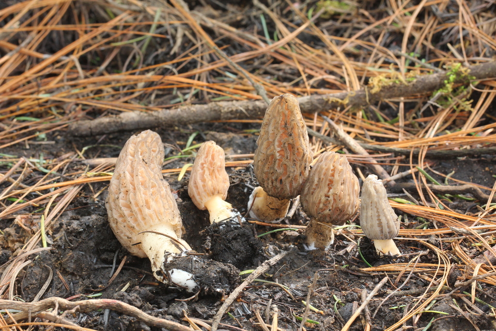 Morille du Trentin (Morchella tridentina)