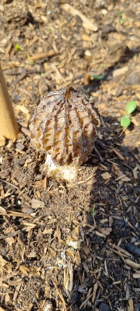 Morille noire (Morchella elata)