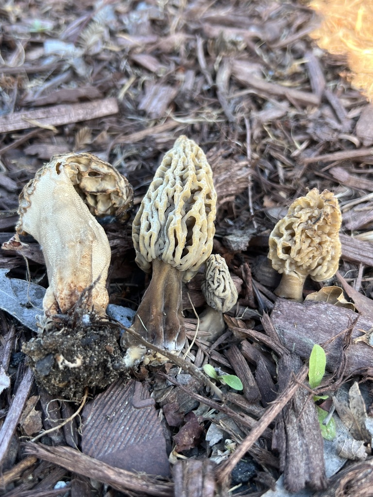 Morille roussissante (Morchella rufobrunnea)
