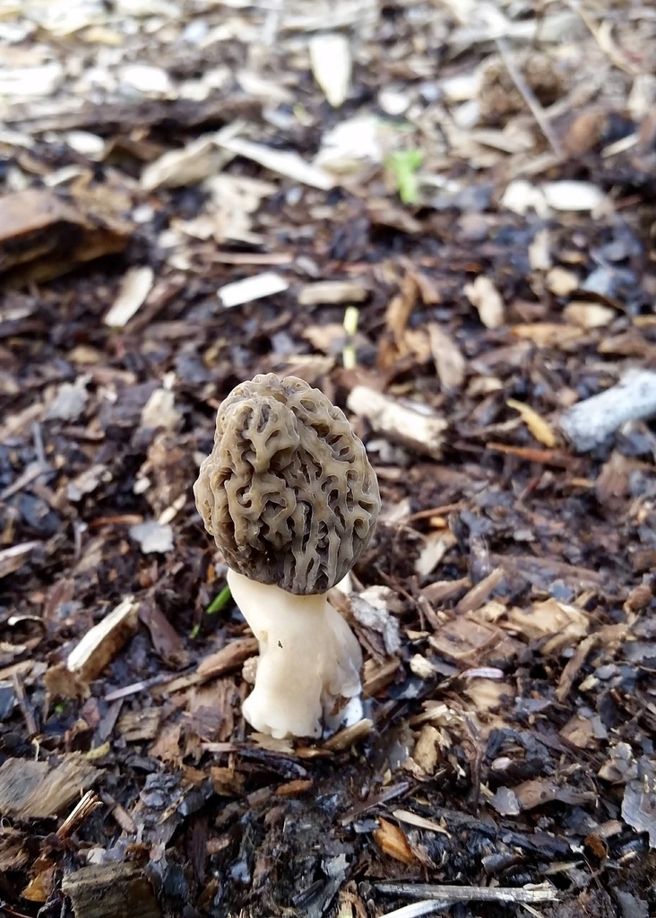 Morille urbaine (Morchella importuna)