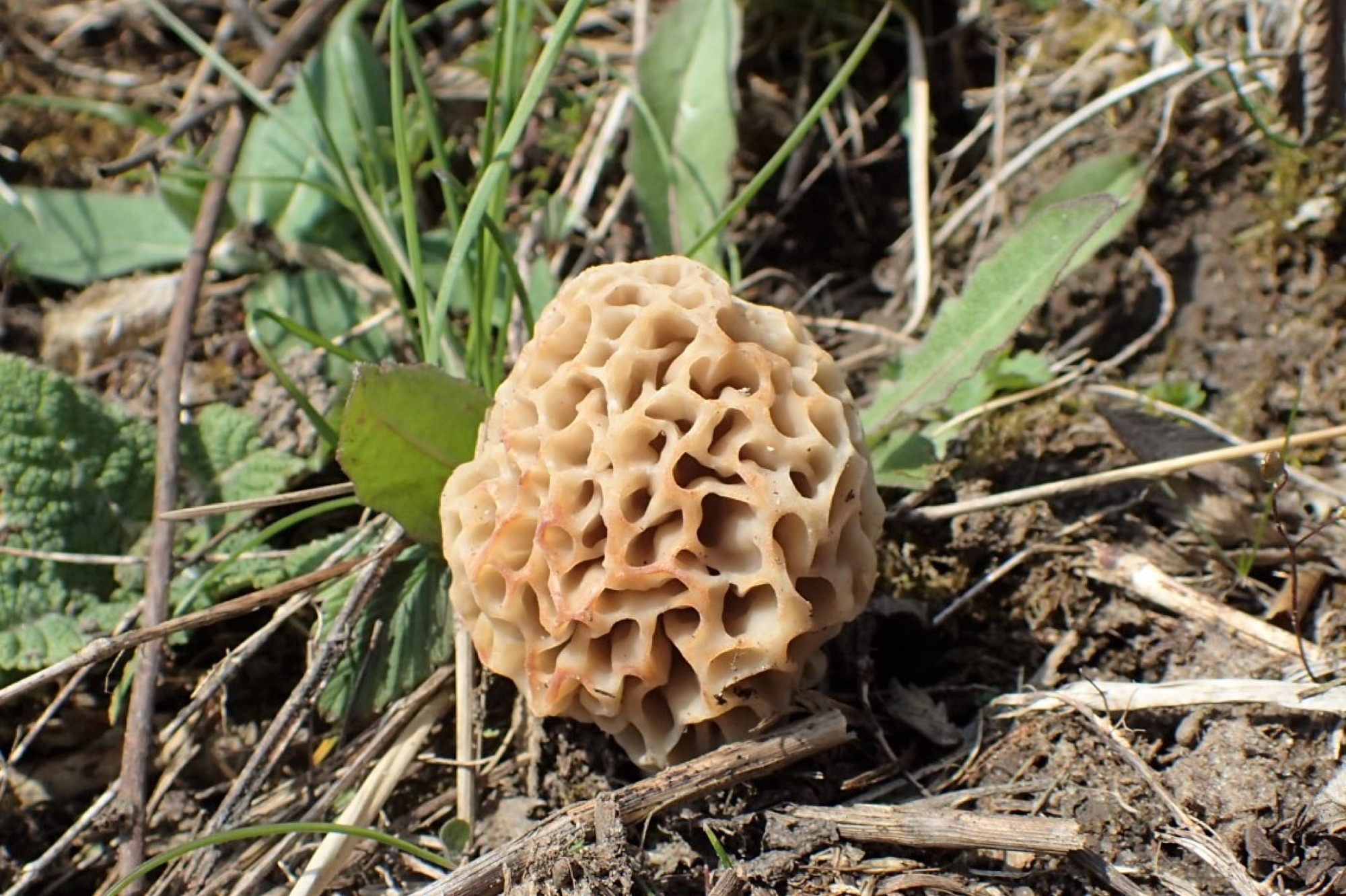 Morilles vraies (Morchella esculenta s.l.)