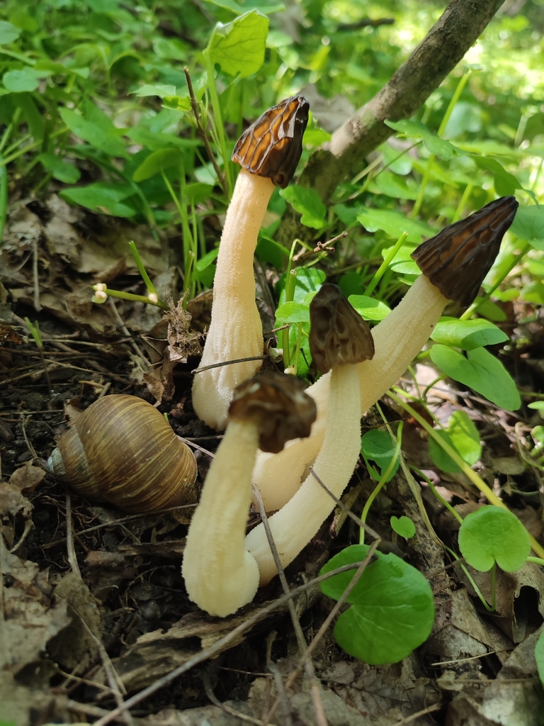 Morillon (Morchella semilibera)