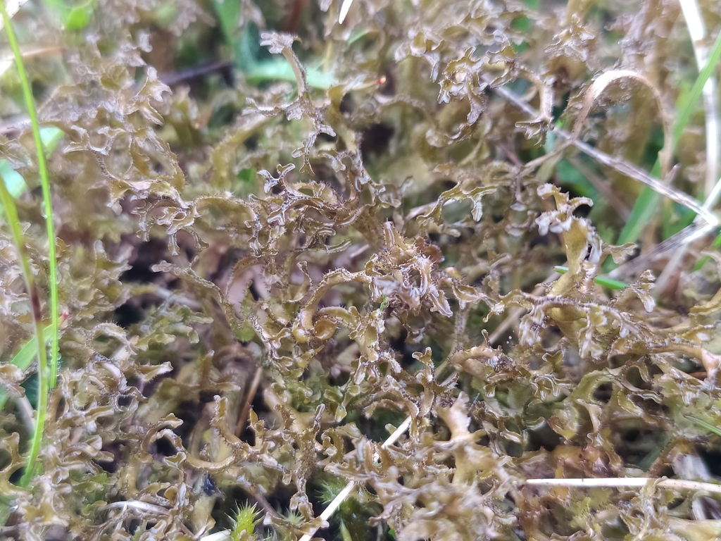 Mousse d’Islande (Cetraria islandica)
