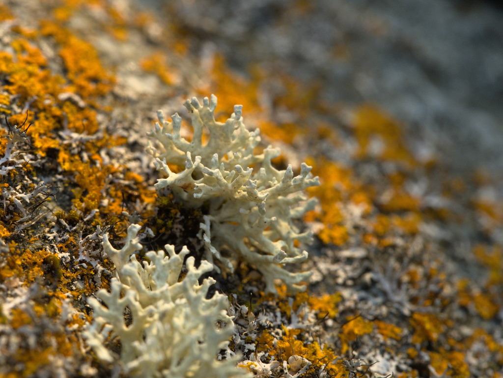 Mousse de chêne (Evernia prunastri)