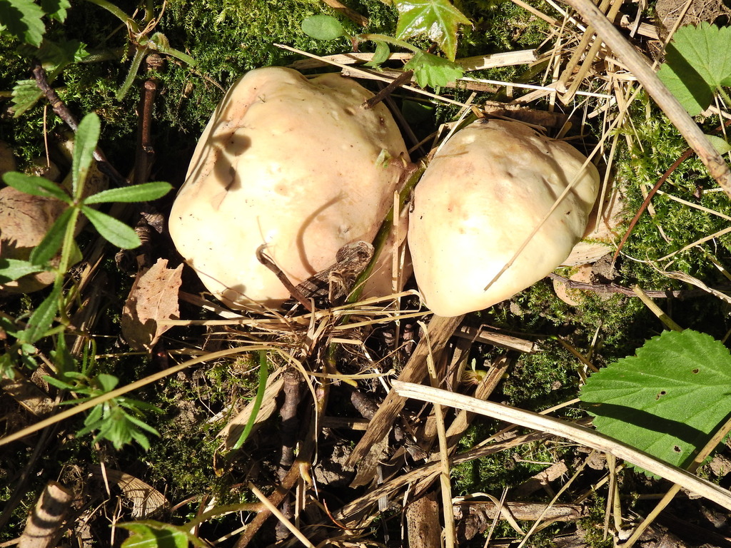 Mousseron de la Saint-Georges (Calocybe gambosa)