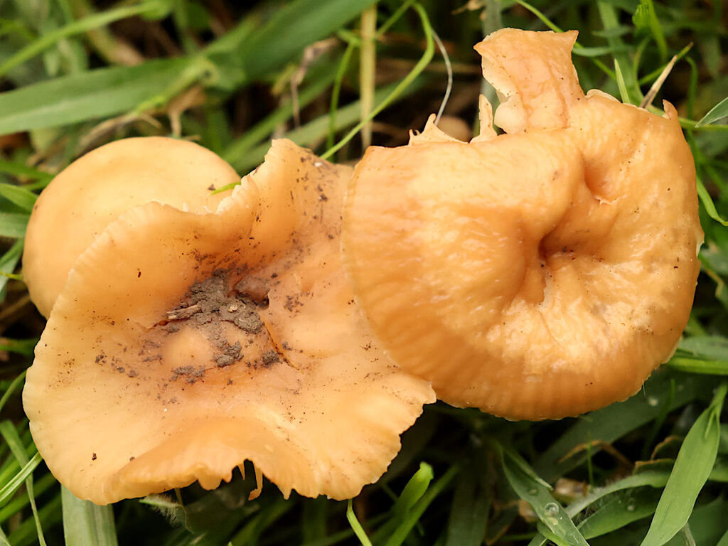 Mousseron des prés (Marasmius oreades)