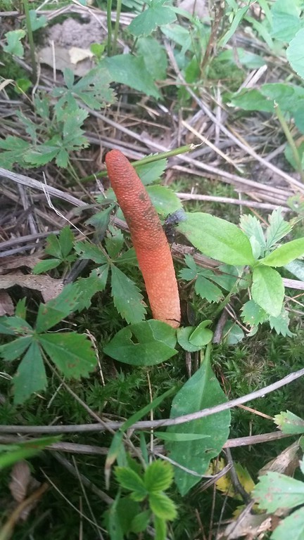 Mutin élégant (Mutinus elegans)