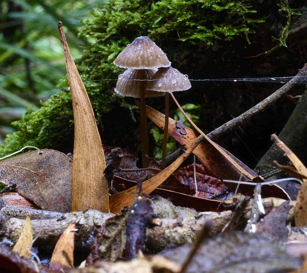 Mycena cystidiosa (Mycena cystidiosa)