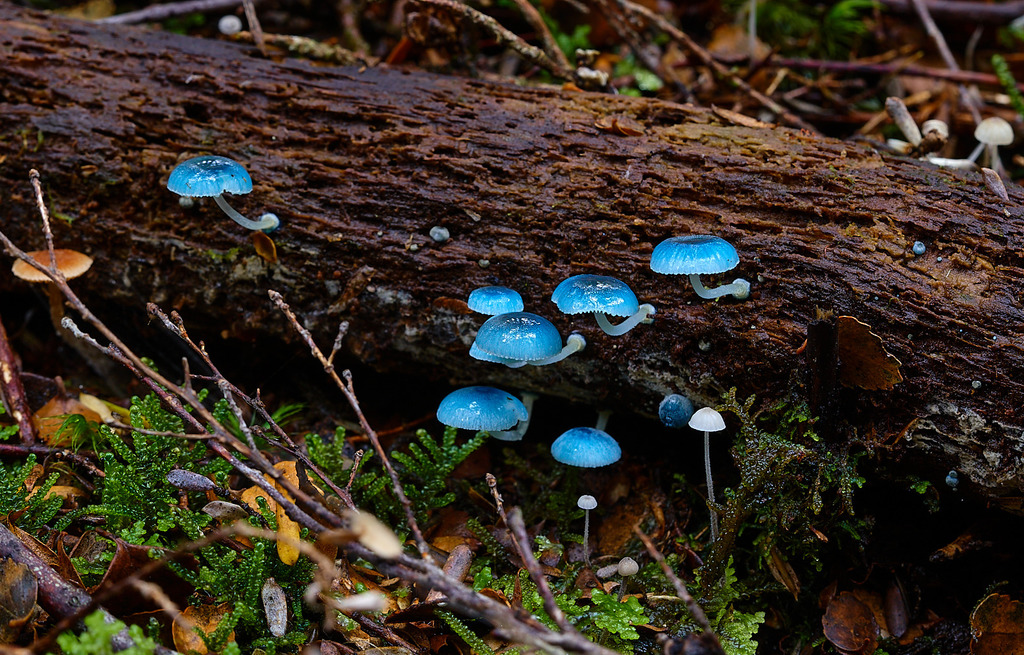Mycena interrupta (Mycena interrupta)