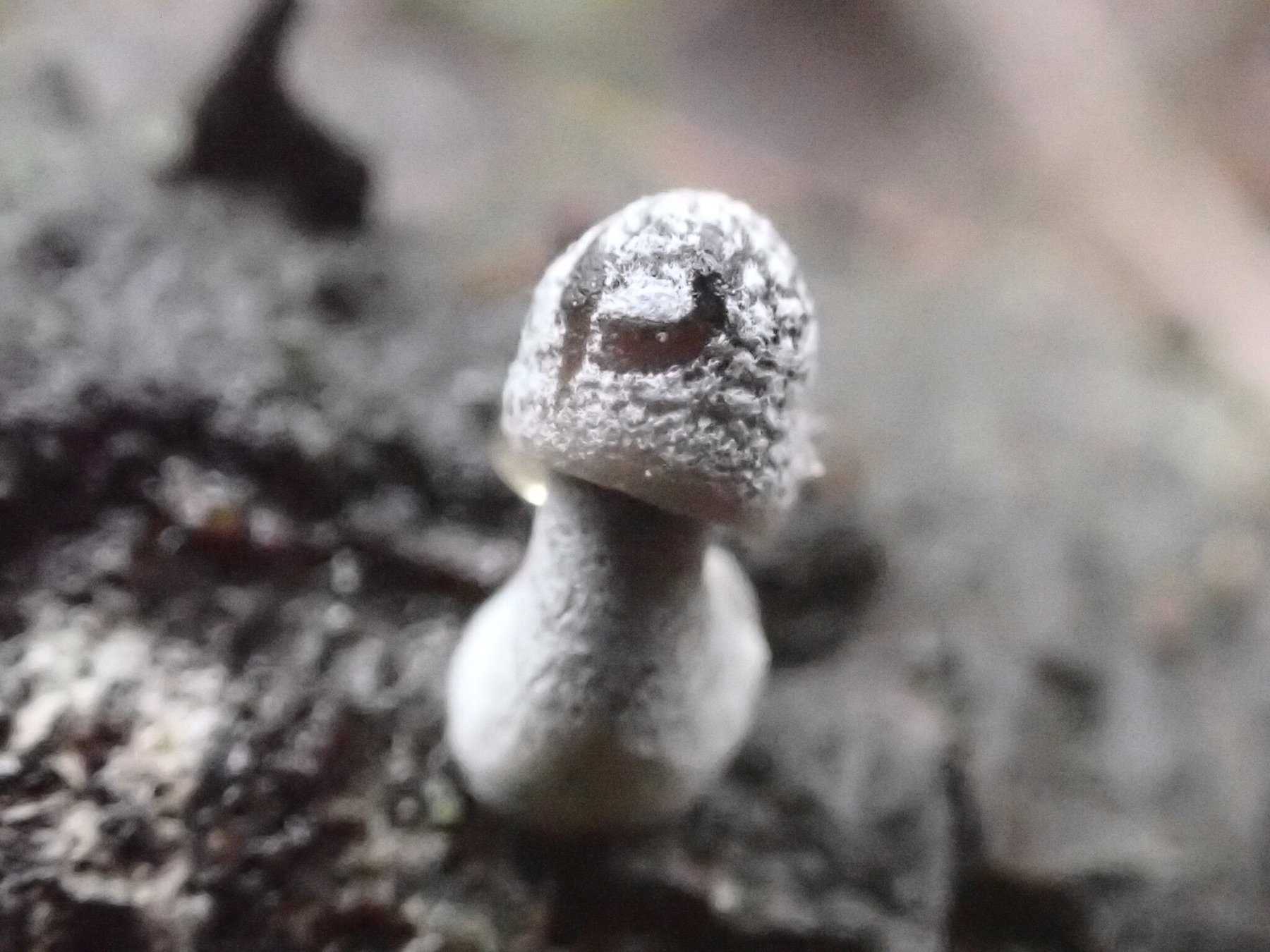 Mycena nargan (Mycena nargan)