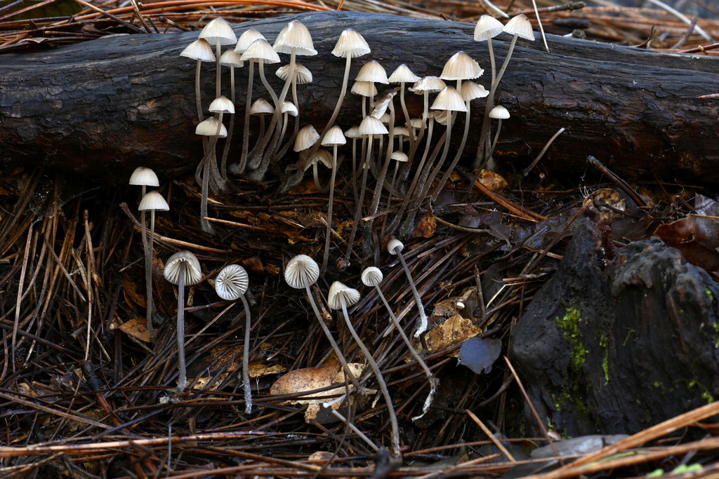 Mycène à lait blanc (Mycena galopus)