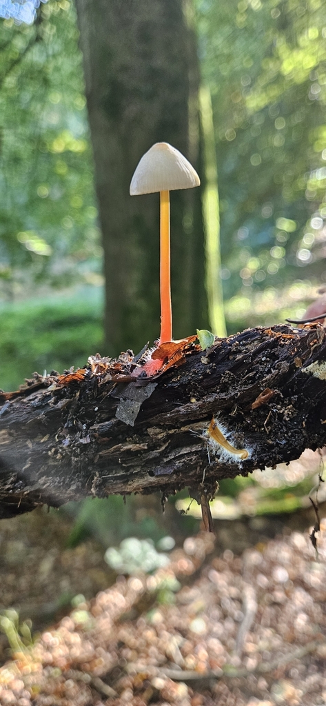 Mycène à lait orangé (Mycena crocata)